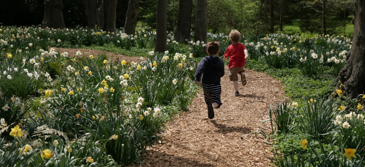 Daffodil Days at Blithewold