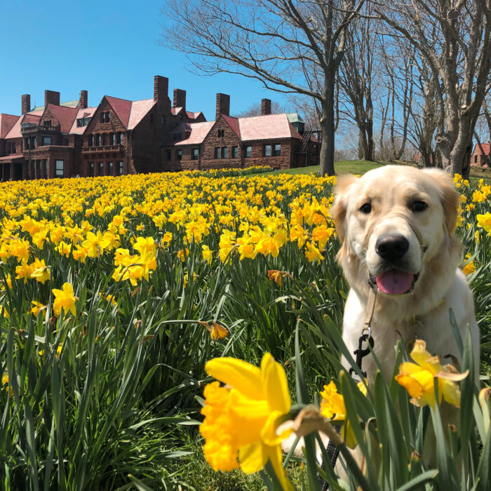 Daffodils Newport RI