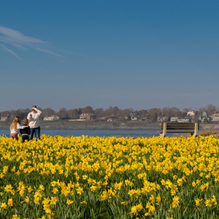 Daffodils Newport RI copy