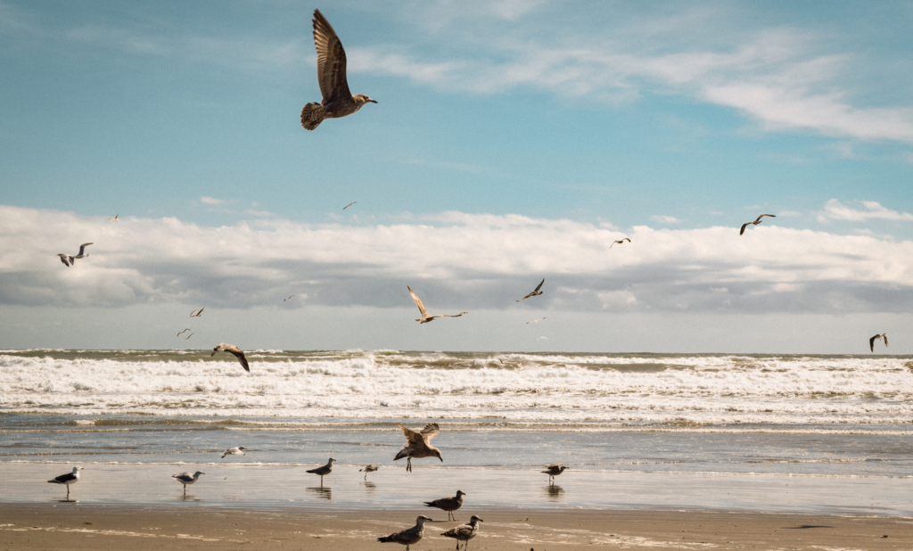 First beach birds