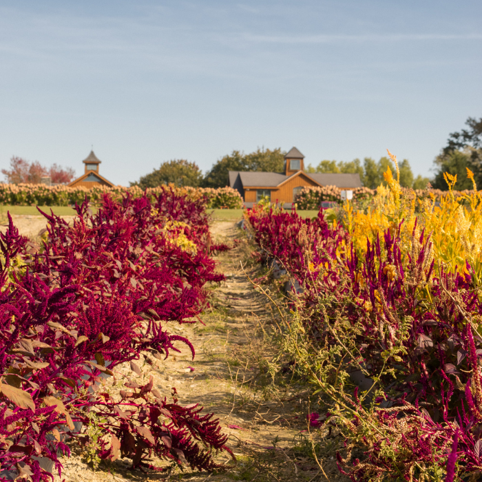 Sweet Berry Farm Middletown